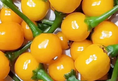 Ají Charapita Origen de un Tesoro Picante