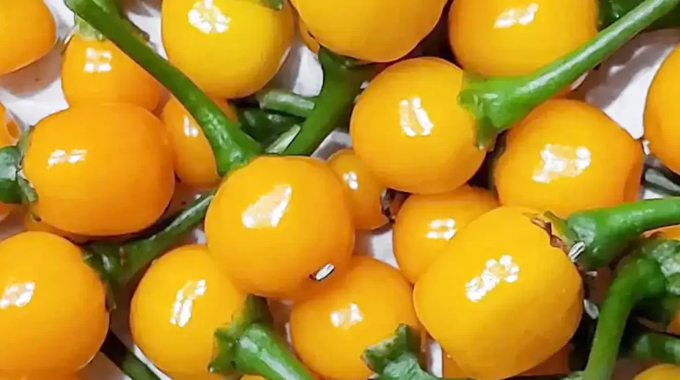 ají charapita | comidasperuanas.top